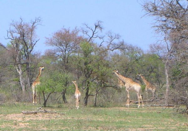 Game viewing on foot