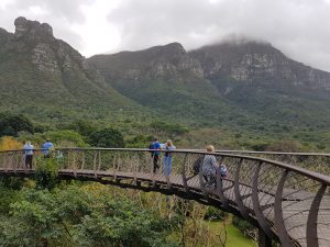 Treetop Canopy Walkway at Kirstenbosch Garden