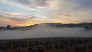 Sunrise at Bottelary Hills