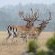 Fallow Deer