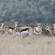 Springbuck