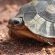 Some of our slower inhabitants 