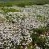 Carpets of wild flowers