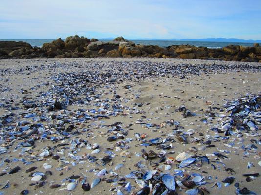 Shell strewn beaches