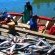 Snoek boats in our harbour