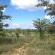 Animal tracks criss-cross the reserve