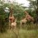Giraf family in the reserve