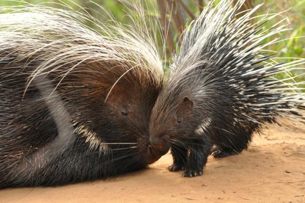 Porcupine female with youngster