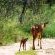 Nyala