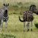 Zebras like open savannah