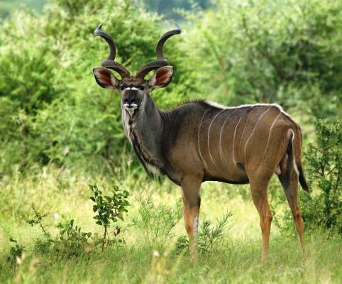 Kudu male, they are common at Shakati