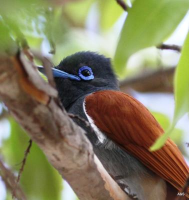 Paradise flycatcher