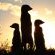 Meerkat tours