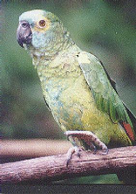Umgeni River Bird Park