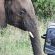 Elephant on Safari