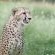 Cheetah, Raine