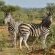 Motswiri Private Safari Lodge