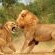 Kings Camp