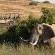 Desert Rhino Camp