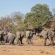 Savuti Camp