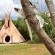 Paws TiPi