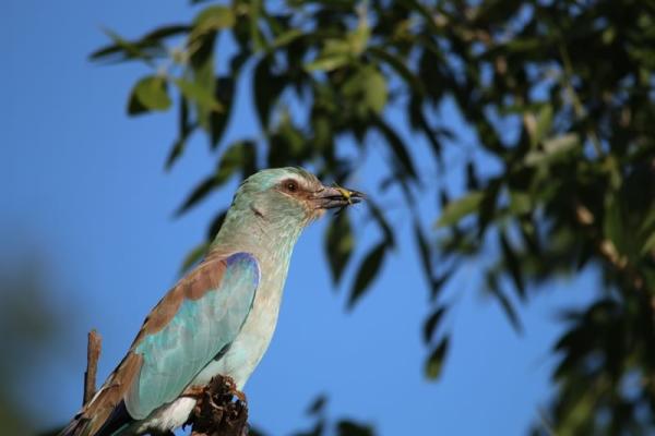 Jackalberry Game Lodge