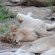 Jackalberry Game Lodge