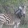 Jackalberry Game Lodge