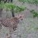 Jackalberry Game Lodge