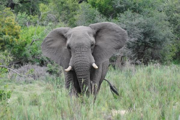 Jackalberry Game Lodge