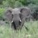 Jackalberry Game Lodge