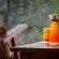 Jackalberry Game Lodge