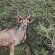 Jackalberry Game Lodge