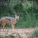 Jackalberry Game Lodge