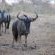 NKaya Game Lodge