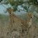 Nottens Bush Camp