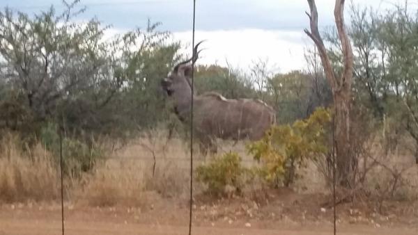 Kudu Bull