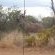 Kudu Bull
