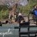 Game drives with giraffe 