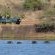 Game drives with hippo 