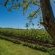 Apple orchards