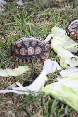 Animals on the plot