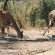 Kruger Adventure Lodge