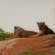 Lions on the boulders