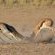 Kalahari Game Lodge