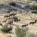 Kalahari Game Lodge