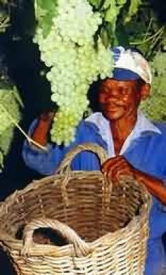 Vredendal