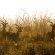 Tembe Elephant Lodge