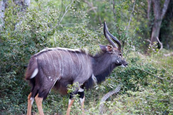 Tembe Elephant Lodge