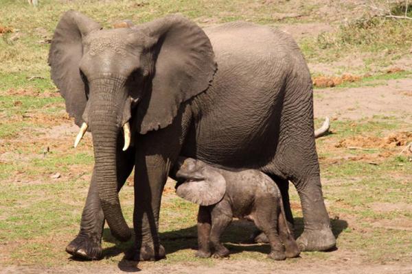 Tembe Elephant Lodge